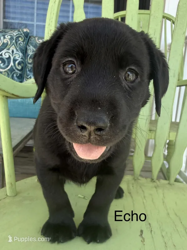 Echo —teal collar – Labrador Retriever puppy for sale in Spotsylvania, VA