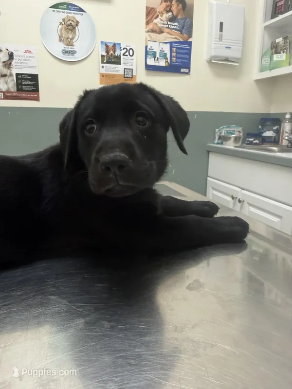 Echo —teal collar – Labrador Retriever puppy for sale in Spotsylvania, VA