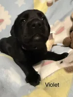 Violet — purple collar, a female Labrador Retriever for sale in Spotsylvania, VA – Photo 2 of 2