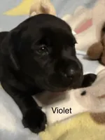 Violet — purple collar, a female Labrador Retriever for sale in Spotsylvania, VA – Photo 1 of 2