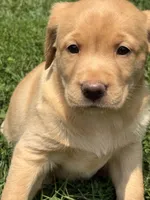 Lacey, a female Labrador Retriever for sale in Spotsylvania, VA – 3 of 6