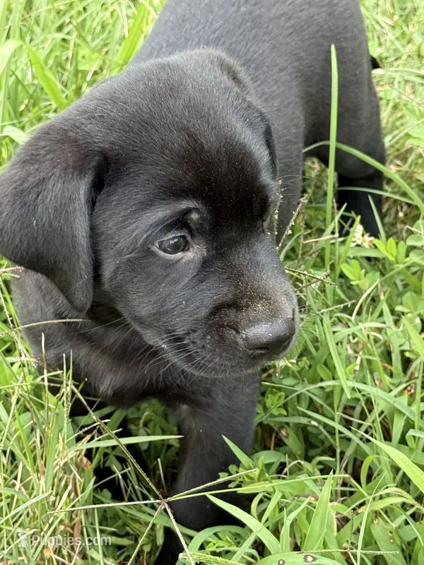Beau Diamond – Labrador Retriever puppy for sale in Spotsylvania, VA