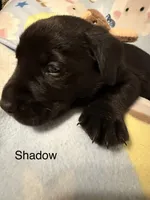 Shadow (Orange Collar), a male Labrador Retriever for sale in Spotsylvania, VA – Photo 3 of 4