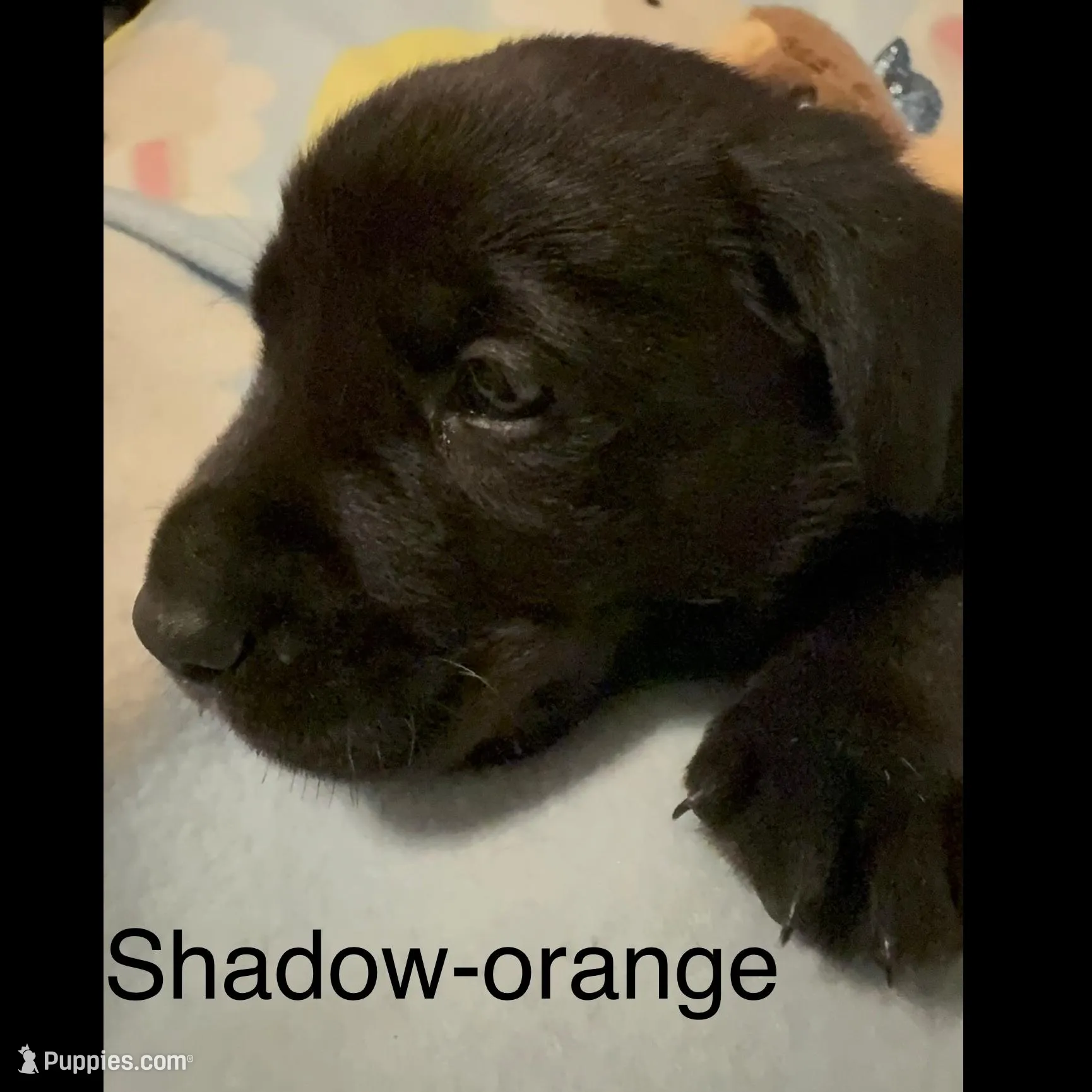 Shadow (Orange Collar), a male Labrador Retriever for sale in Spotsylvania, VA – Photo 2 of 4