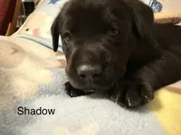 Shadow (Orange Collar), a male Labrador Retriever for sale in Spotsylvania, VA – Photo 4 of 4