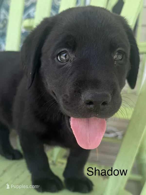 Shadow (Orange Collar) – Labrador Retriever puppy for sale in Spotsylvania, VA