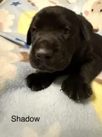 Shadow (Orange Collar), a male Labrador Retriever for sale in Spotsylvania, VA – Photo 1 of 4