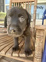 Indy —Fuschia collar, a female Labrador Retriever for sale in Spotsylvania, VA – Photo 3 of 9