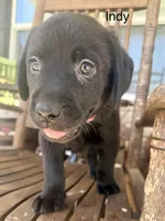 Indy —Fuschia collar, a female Labrador Retriever for sale in Spotsylvania, VA – Photo 5 of 9