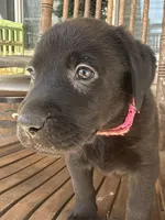 Indy —Fuschia collar, a female Labrador Retriever for sale in Spotsylvania, VA – Photo 6 of 9