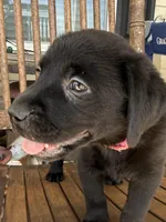 Indy —Fuschia collar, a female Labrador Retriever for sale in Spotsylvania, VA – Photo 1 of 9