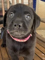 Indy —Fuschia collar, a female Labrador Retriever for sale in Spotsylvania, VA – Photo 2 of 9