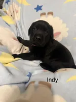 Indy —Richie collar, a female Labrador Retriever for sale in Spotsylvania, VA – Photo 1 of 2