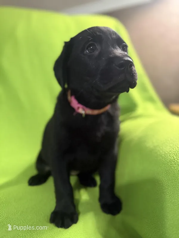 Indy —Fuschia collar – Labrador Retriever puppy for sale in Spotsylvania, VA