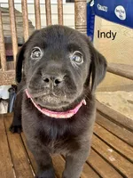 Indy —Fuschia collar, a female Labrador Retriever for sale in Spotsylvania, VA – Photo 7 of 9