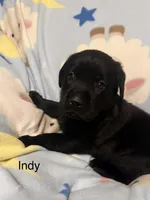 Indy —Richie collar, a female Labrador Retriever for sale in Spotsylvania, VA – Photo 2 of 2