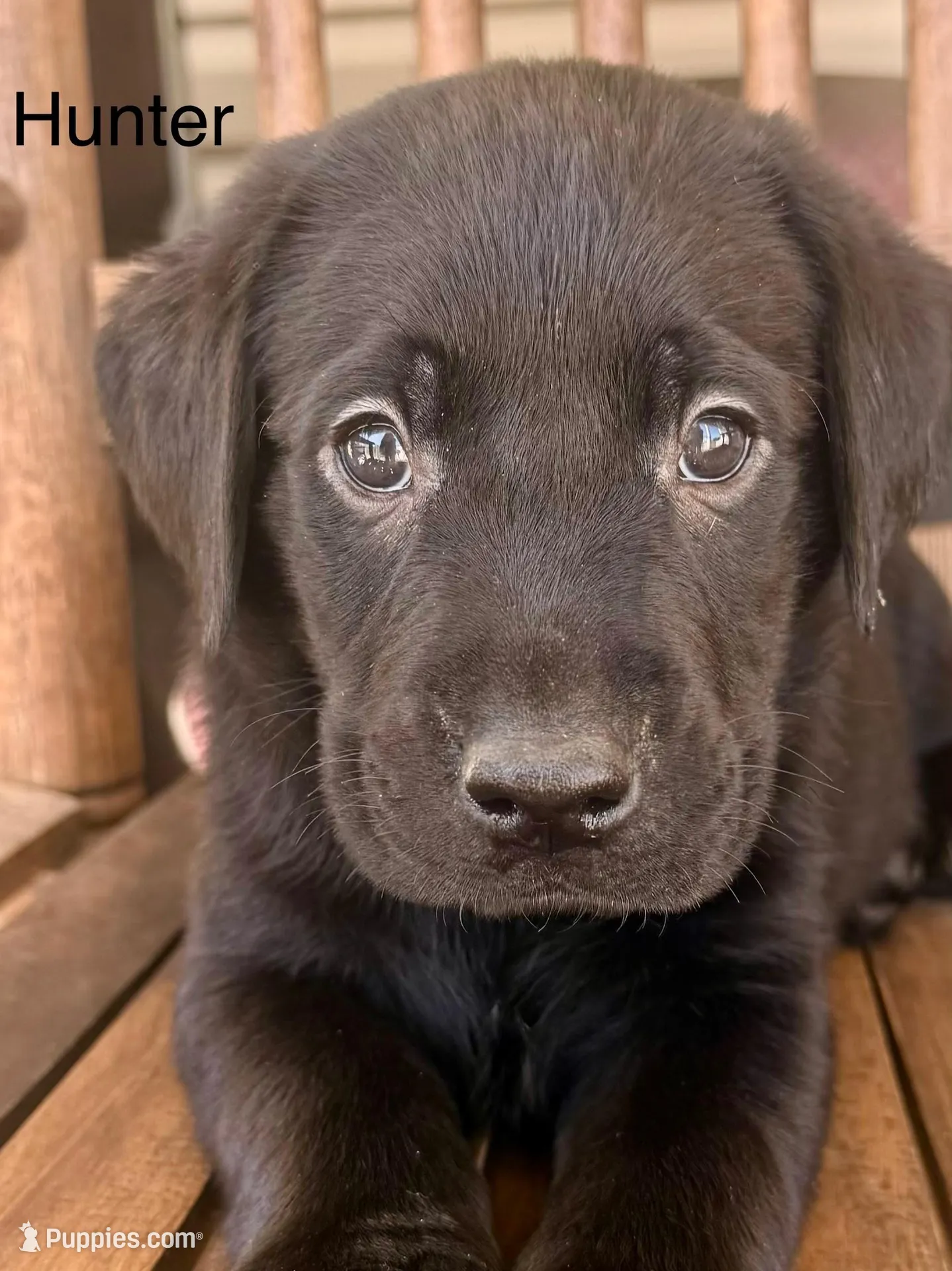 Hunter (Red Collar) – Labrador Retriever puppy for sale in Spotsylvania, VA