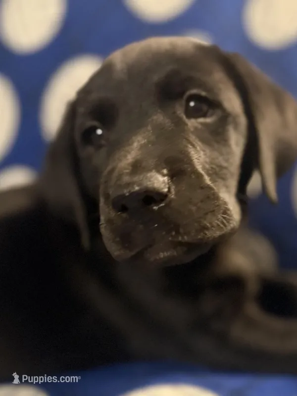 Shadow – Labrador Retriever puppy for sale in Spotsylvania, VA