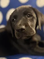 Shadow, a male Labrador Retriever for sale in Spotsylvania, VA – Photo 1 of 10