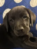 Shadow, a male Labrador Retriever for sale in Spotsylvania, VA – Photo 8 of 10