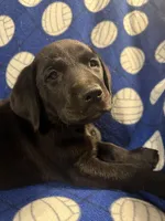 Shadow, a male Labrador Retriever for sale in Spotsylvania, VA – Photo 9 of 10