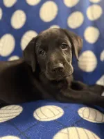 Shadow, a male Labrador Retriever for sale in Spotsylvania, VA – Photo 10 of 10