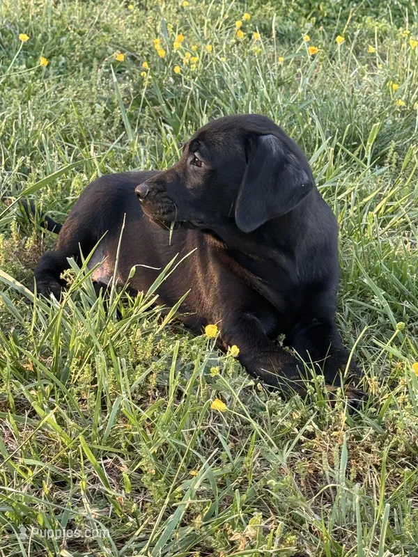 Shadow – Labrador Retriever puppy for sale in Spotsylvania, VA