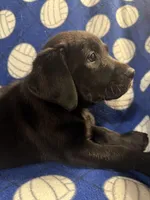 Shadow, a male Labrador Retriever for sale in Spotsylvania, VA – Photo 5 of 10