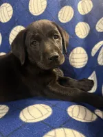 Shadow, a male Labrador Retriever for sale in Spotsylvania, VA – Photo 7 of 10