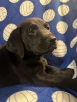 Shadow, a male Labrador Retriever for sale in Spotsylvania, VA – Photo 6 of 10