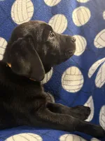 Shadow, a male Labrador Retriever for sale in Spotsylvania, VA – Photo 3 of 10