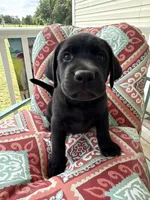 Beau Diamond, a male Labrador Retriever for sale in Spotsylvania, VA – 4 of 5