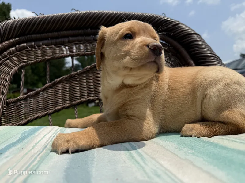 Lacey – Labrador Retriever puppy for sale in Spotsylvania, VA