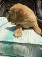Tipper, a female Labrador Retriever for sale in Spotsylvania, VA – 5 of 8