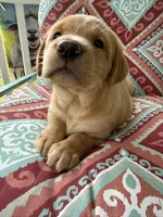 Lacey, a female Labrador Retriever for sale in Spotsylvania, VA – 4 of 6