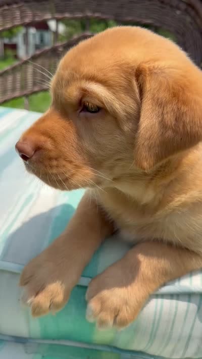 Tipper, a female Labrador Retriever for sale in Spotsylvania, VA – 8 of 8