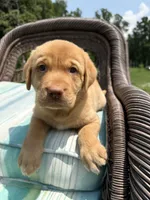 Tipper, a female Labrador Retriever for sale in Spotsylvania, VA – 2 of 8