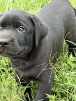 Beau Diamond, a male Labrador Retriever for sale in Spotsylvania, VA – 3 of 5