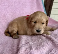 Red Female , a female Goldendoodle for sale in Hope, AR – 2 of 2