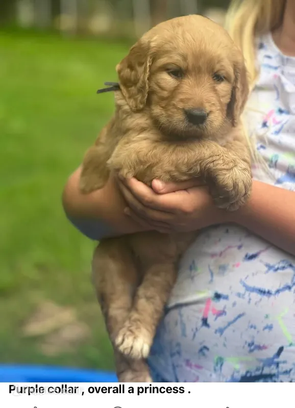 Purple Female – Goldendoodle puppy for sale in Hope, AR