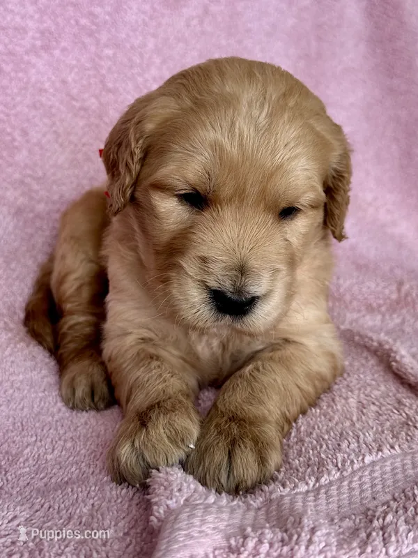 Red Female  – Goldendoodle puppy for sale in Hope, AR