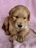 Red Female , a female Goldendoodle for sale in Hope, AR – 1 of 2