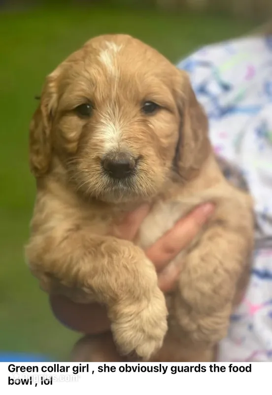 Green Female  – Goldendoodle puppy for sale in Hope, AR