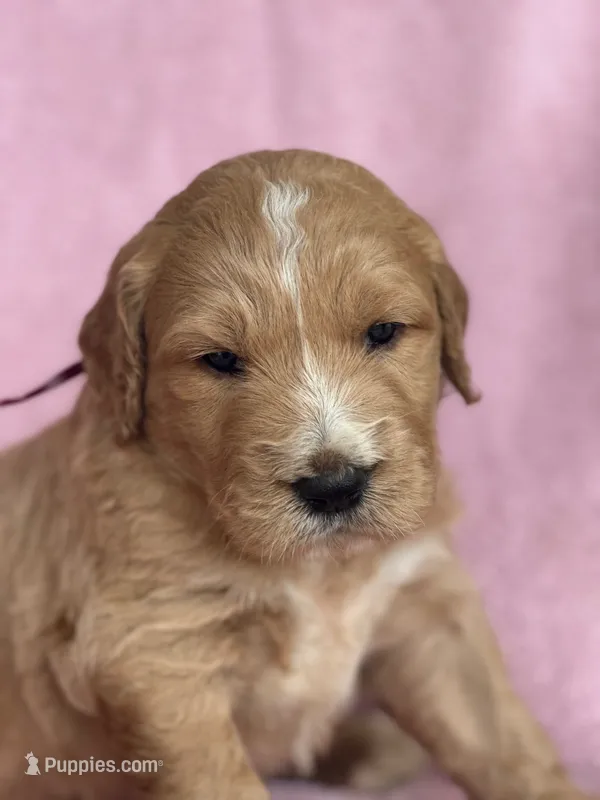 Maroon Girl – Goldendoodle puppy for sale in Hope, AR