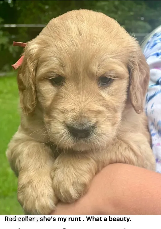 Red Female  – Goldendoodle puppy for sale in Hope, AR