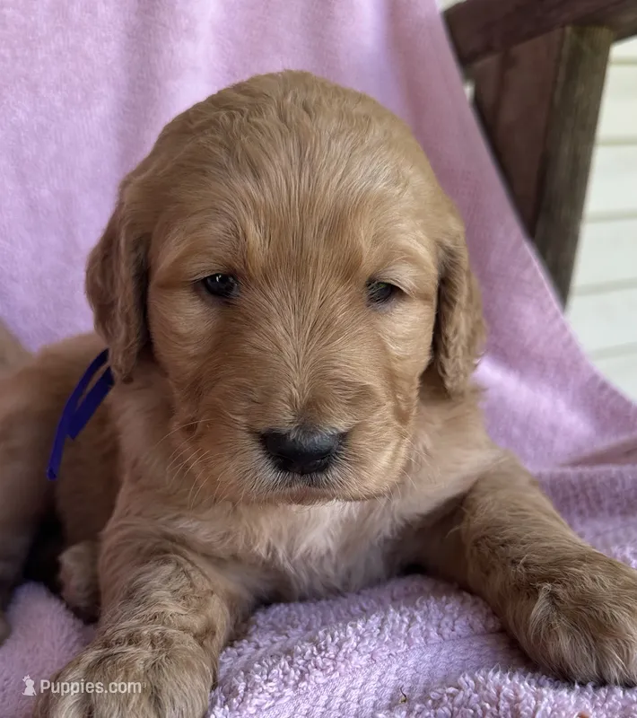Purple Female – Goldendoodle puppy for sale in Hope, AR
