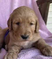 Purple Female, a female Goldendoodle for sale in Hope, AR – 1 of 4