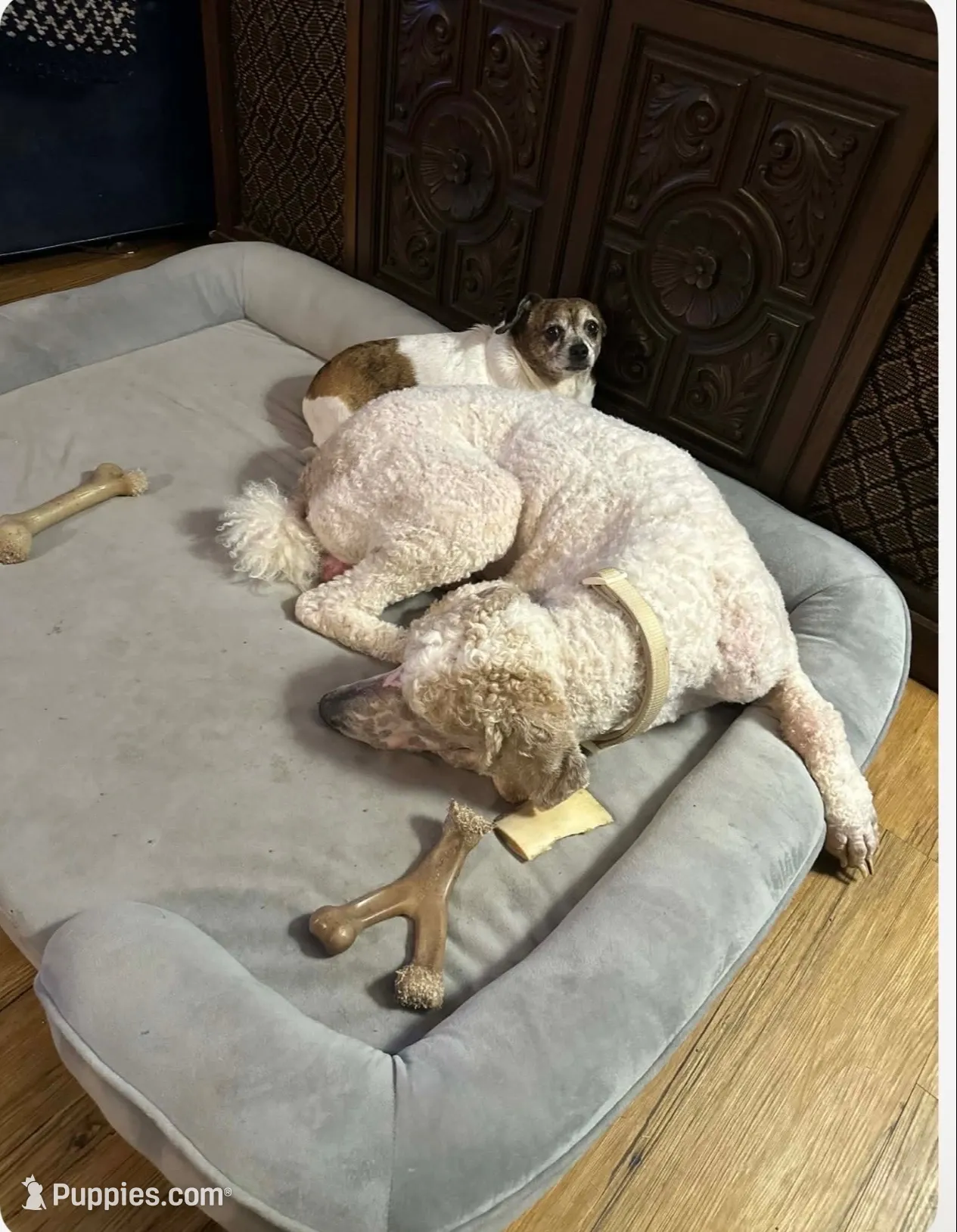Maroon Girl, a female Goldendoodle for sale in Hope, AR – 3 of 4