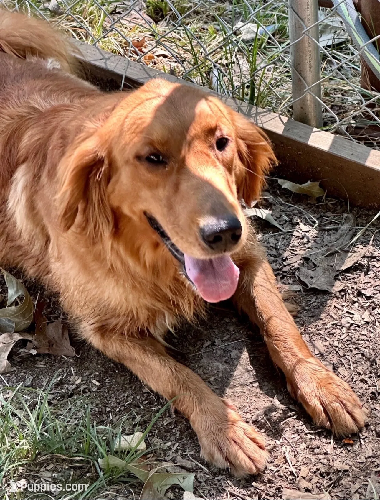 Maroon Girl, a female Goldendoodle for sale in Hope, AR – 4 of 4