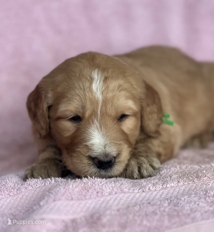 Green Female  – Goldendoodle puppy for sale in Hope, AR